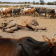 Cows belonging to Samburu tribesmen walk around the carcass of an elephant killed by armed cattle herders in Mugui Conservancy, Kenya February 11, 2017.